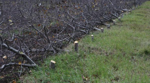 romsilva introduce o noua metoda de teledetectie pentru depistarea taierilor ilegale de arbori