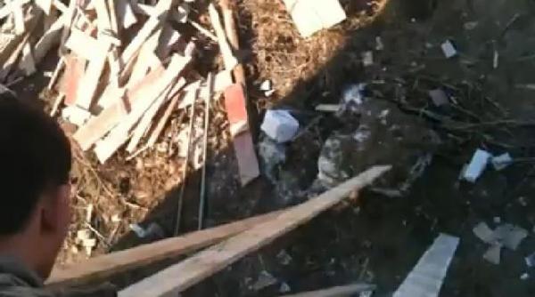 gorj video cum maltrateaza doi tineri un caine