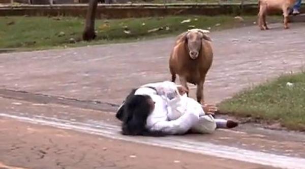 penitenciar capra furioasa