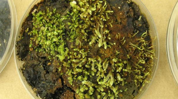 muschi 400 ani canada