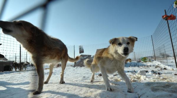 lege maidanezi bucuresti inregistrare