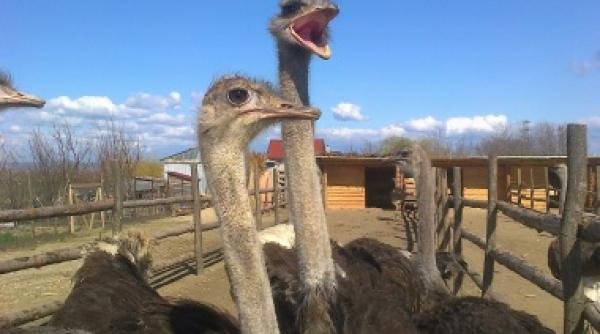 un fermier din buzau a investit 50 000 de euro intr o ferma cu struti