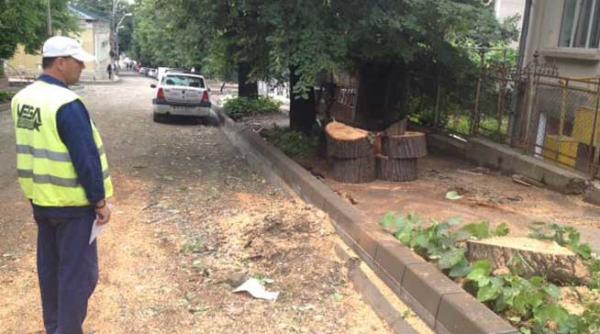 tei doborati chiar de ziua mediului la iasi