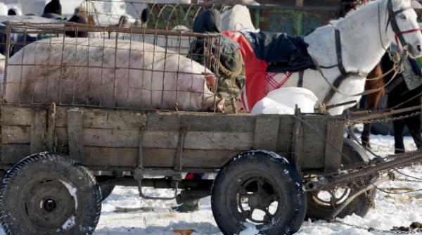 export porci uniunea europeana