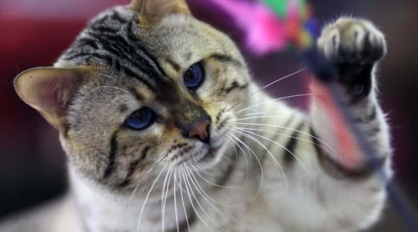 video cand am vazut mi a stat inima in loc ce a adus pe lume o felina