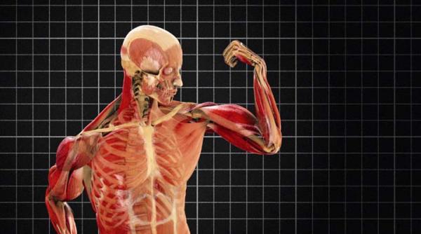 a fost descoperita o noua componenta a corpului uman trebuie rescrise manualele de anatomie