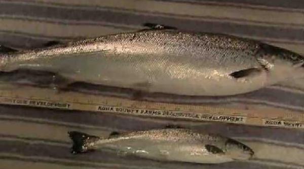 somonul norvegian contine substante toxice care afecteaza creierul si diminueaza coeficientul de inteligenta