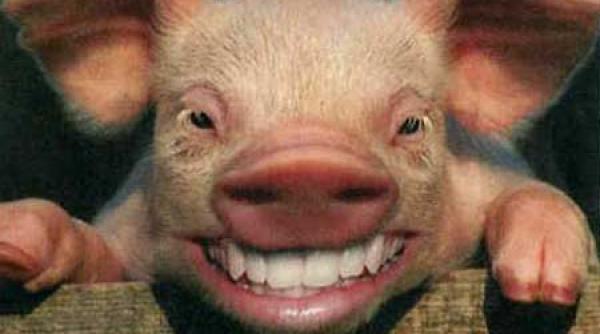 ferma porcilor drogati carne gust senzational video