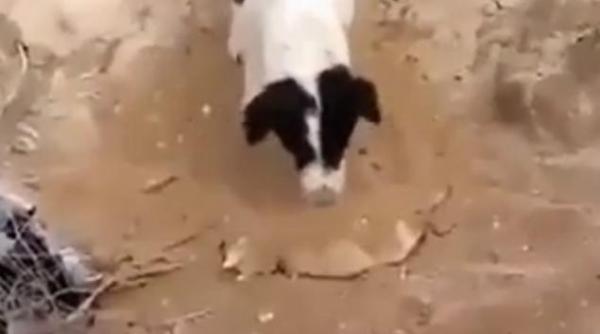 video gestul sfasietor al unui caine induioseaza intreaga umanitate