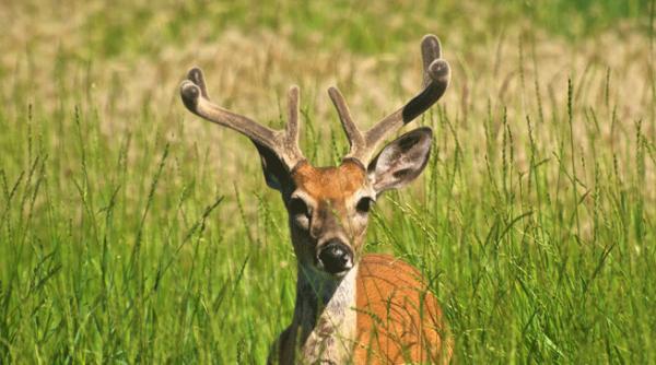 america de nord o noua productie discovery channel