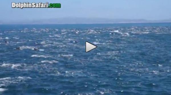 spectacol unic ati vazut vreodata un grup de 10 000 de delfini video