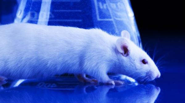 soarece clonat dintr o singura picatura de sange vezi cine si unde a reusit aceasta performanta