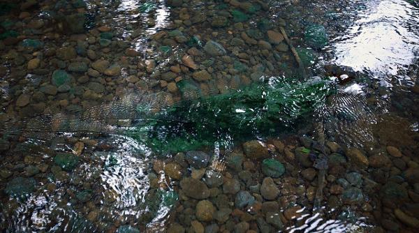 a facut scufundari intr un rau de langa detroit ce a gasit in apa i a schimbat viata