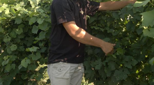 romanul care a plecat sa se faca taran italian