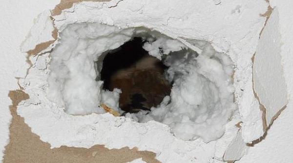 obiectul misterios care i a cazut prin acoperis unui barbat din statele unite nu ne putem explica