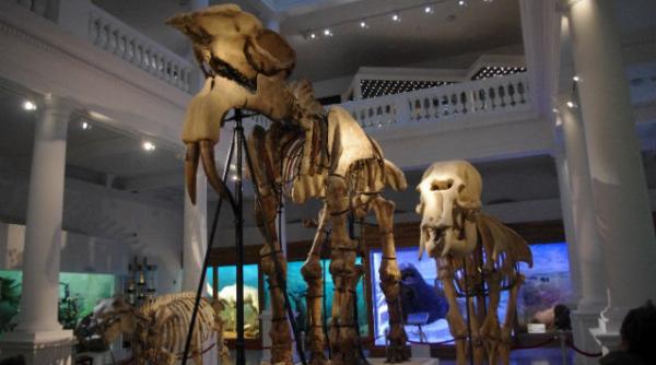 copiii invitati sa doarma alaturi de deinotherium gigantissimum la muzeul grigore antipa