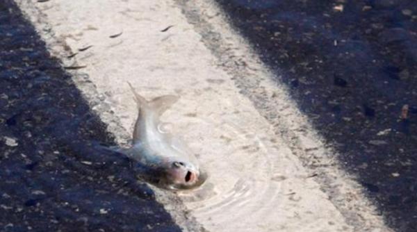 fenomen incredibil honduras ploaie pesti explicatie experti