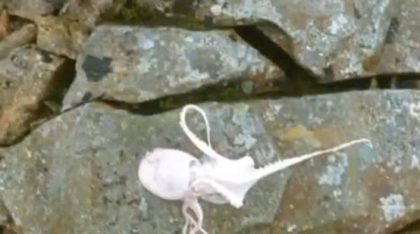 mister scafell pike alpinisti caracatita munte