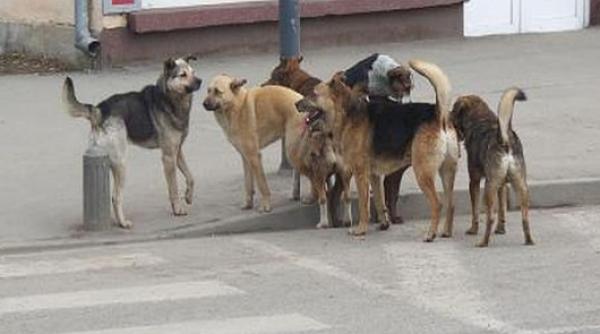 oameni muscati ca caini bucuresti