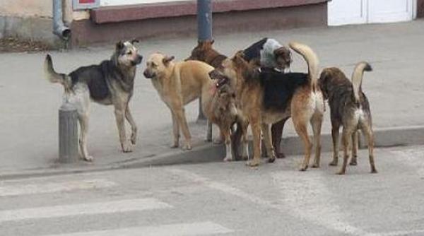 sterilizarile si adoptiile cainilor in evidenta primariei capitalei