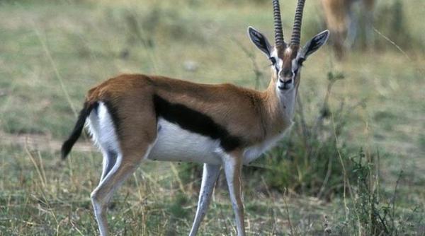 urmarita de doi gheparzi infometati o antilopa a gasit o solutie neasteptata de a scapa cu viata