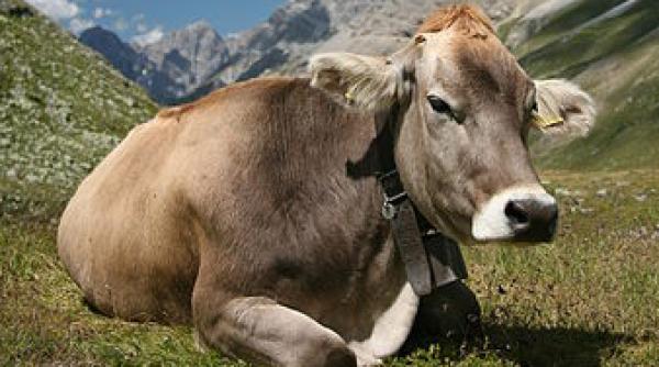 ce probabilitate exista sa ti cada o vaca in cap