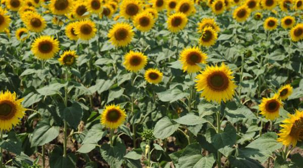 evaziunea in agricultura a ajuns la cote alarmante