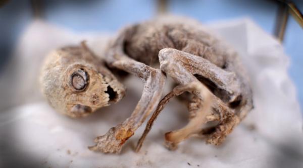 discovery totul despre extraterestri