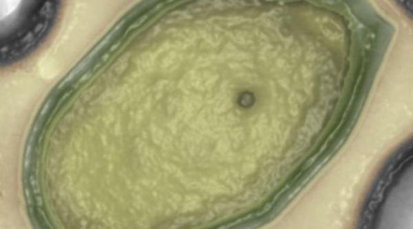 cel mai mare virus de pe pamant descoperit de cercetatori este de origine extraterestra cel mai probabil de pe marte