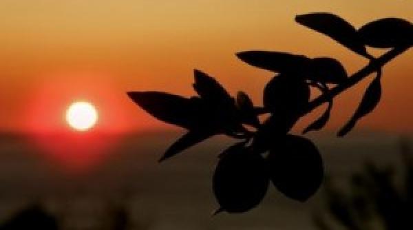 ulei de masline intrebuintari