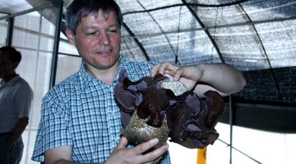 specialistul chinez in cultivarea ciupercilor care a lucrat la mogosoaia