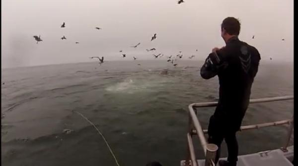 doi scafandri la un pas de a servi drept pranzul unor balene video