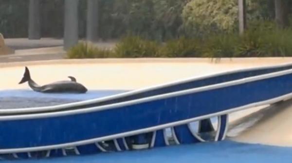 imagini tulburatoare o balena se chinuie timp de 30 de minute sa reintre in apa intr un parc acvatic din sua video