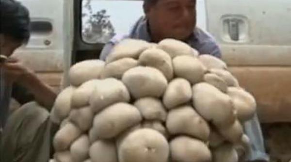 ciuperca gigant descoperita in china cartea recordurilor