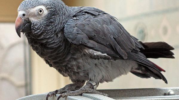 papagal african gri salvat