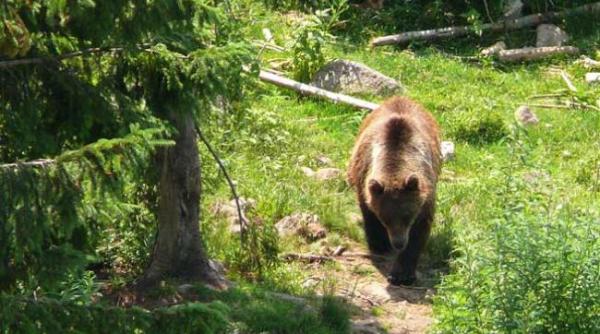 o postare pe facebook privind vanatoarea de ursi bruni starneste indignare
