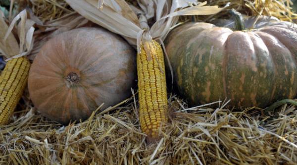 consiliul de stat al frantei suspenda interdictia de cultivare a porumbului modificat genetic mon810