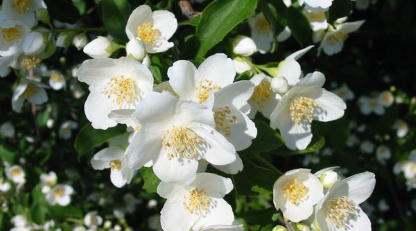 esen e tari parfum de lumina lunii