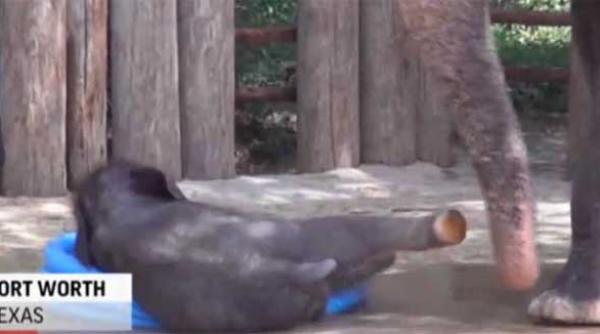 video un pui de elefant indian se balaceste intr o piscina gonflabila