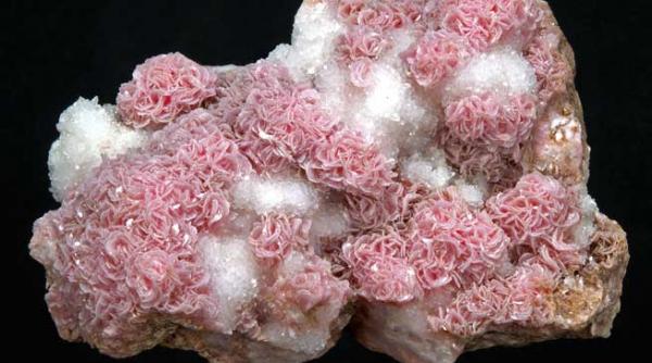 cele mai frumoase flori vor fi la muzeul satului