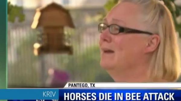 sot sotie atacati roi 30 000 albine ucigase insectele omorat caii video