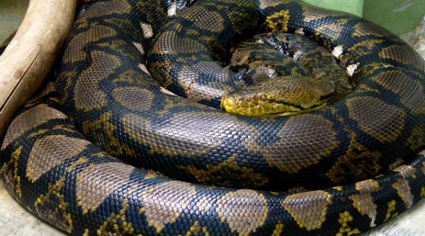 copii ucisi piton canada