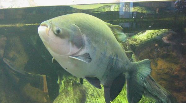 peste pacu testicule