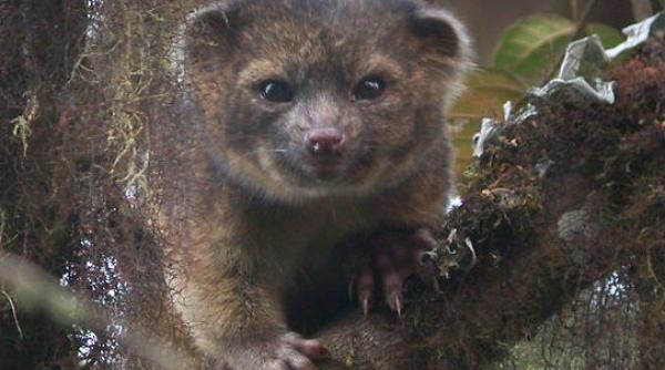 a fost descoperita o noua specie de mamifere prima in ultimii 35 de ani