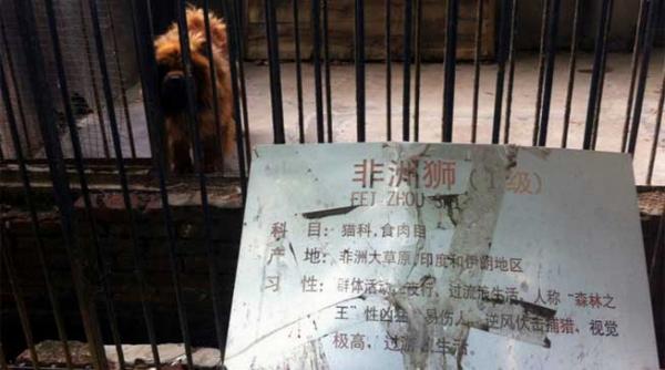 leii latra intr o gradina zoologica din china