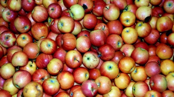 incalzirea climatica schimba gustul merelor