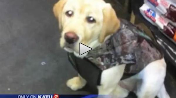 avea pe diavol in el un fanatic religios a legat explozibil de gatul unui caine si l a detonat video