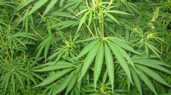 a incercat sa invinga cancerul cu tratamentul traditional dar a reusit prin metode ilegale