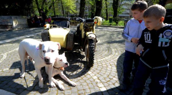 amenzi disconfort caini sector 3