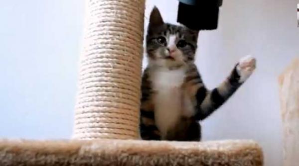 un pisoi curajos intr un razboi personal cu aspiratorul video